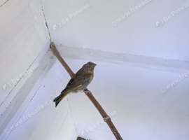 Green finches for sale 2026 youngster's