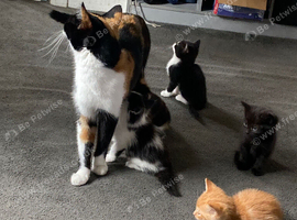 3 calico x tuxedo kittens available