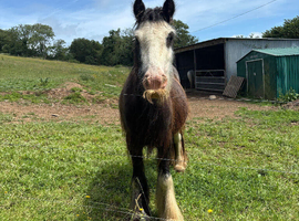 Traditional Ride & Drive Cob Gelding