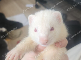 Two albino ferrets