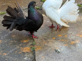 Fantail for sale