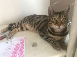 Bengal cats for sale