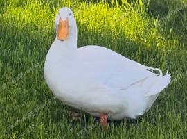 1 Drake and 4 Aylesburys ducks 6-8 months