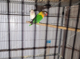 Lovebirds