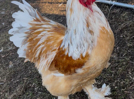 Large fowl lemon Pyle Brahma hatching eggs