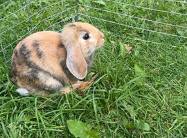 8 week old bunny ready to leave