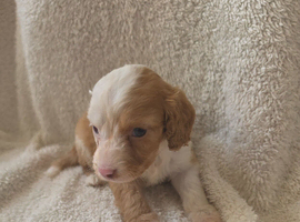 Cockapoo f1 pups &times;3