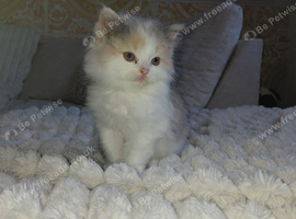 Persian x ragdoll 1 boy and girl left