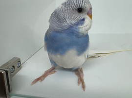 Beautiful baby budgies for sale