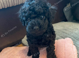 2 beautiful girls left available