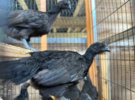 Ayem cemani
