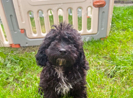 Chockapoo puppies