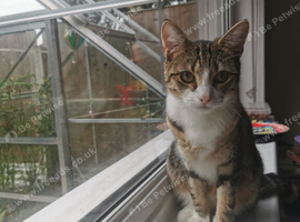 Tabby