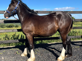 Traditional Black Cob Filly To Make 15.2hh " Black Filly Cob/Heavy Horse
