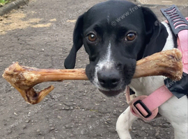 Springer spaniel x pointer called tilly