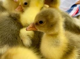 EMBDEN / TOULOUSE GOOSE HATCHING EGGS X 4