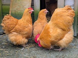 Large Fowl Buff Orpington Hatching Eggs X 6