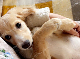 Cockapoo puppy