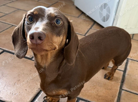 2 year old Dachshund for sale