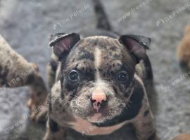 ABKC american pocket bullys