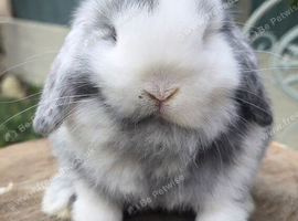Mini lop stunning magpie ready now