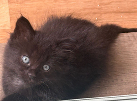 Part maine coon mixed kittens