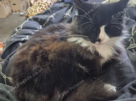 tuxedo longhair cat