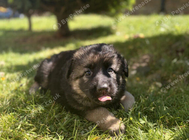 Long Haired GSD Pup x2