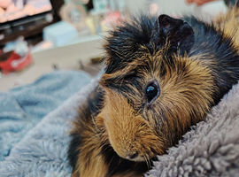 Guinea pig brothers