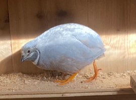 Button Quail