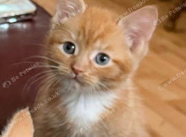 4 adorable kittens