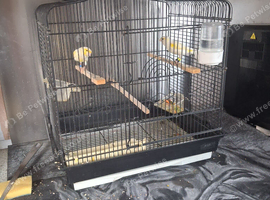 Bird and cage