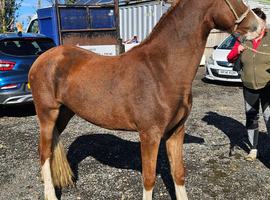 2 year old filly welsh d
