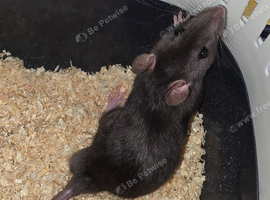 Gorgeous baby Rats ready from 1st September