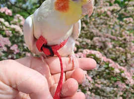 Cockatiel tame friendly