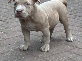 AB KC registered American pocket bullys