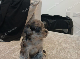 Currently 6 weeks old puppy&rsquo;s