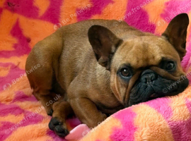 1 year old french bulldog