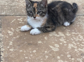 One lovely girl looking for new home
