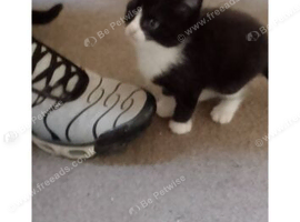 Kittens