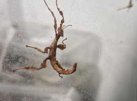 Macleay stick insects for sale