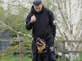 Male Rottweiler