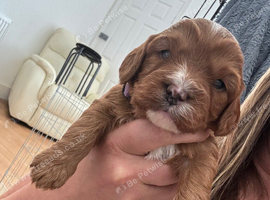 Female F1 Cavapoos dna health tested parents