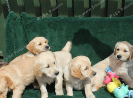 Litter of Golden Retriver puppies
