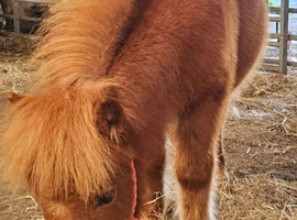 Chestnut Mushroom Mini Shetland Colt