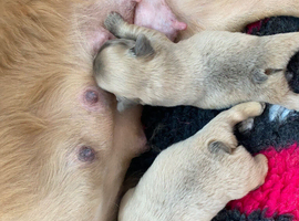 French bulldog puppies