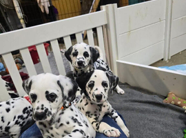 Gorgeous Girls And Boys DNA Tested Dalmatan Puppies