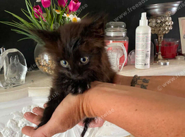 Mainecoon cross