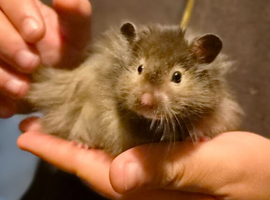 Long haired sable male syrian hamster