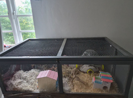 Male Russian dwarf hamster with cage
